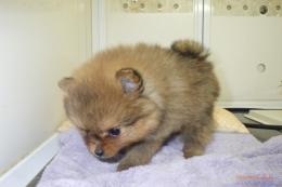 US-743　ポメラニアン(ハドレー系)　女の子