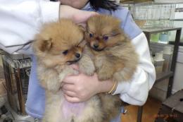 US-743　ポメラニアン(ハドレー系)　女の子