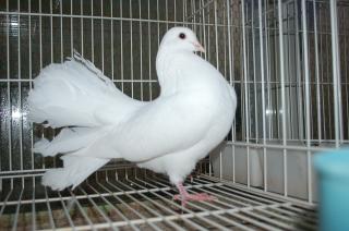 HT-367 孔雀鳩の雄 | キットウココ ペット部