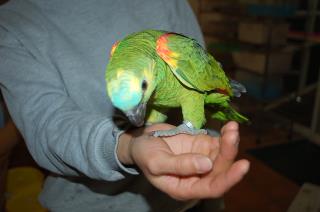 In 1279 アオボウシインコ メス キットウココ ペット部