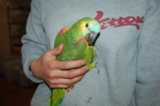 In 1279 アオボウシインコ メス キットウココ ペット部