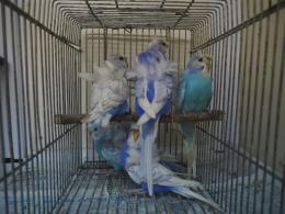 IN-3924 上質なハゴロモセキセイインコ　♂♀で