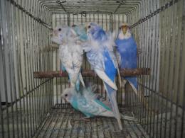 IN-3924 上質なハゴロモセキセイインコ　♂♀で