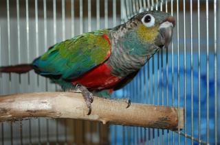 IN-1282　アカハラウロコインコ