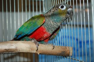 IN-1282　アカハラウロコインコ