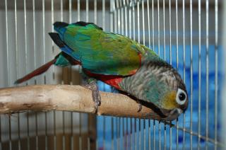 IN-1282　アカハラウロコインコ