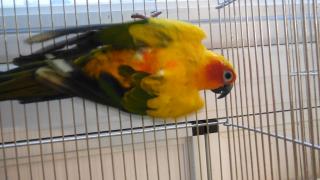 IN-1283 コガネメキシコインコ | キットウココ ペット部