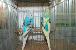 IN-835 セキセイインコパイド 雄雌で | キットウココ ペット部