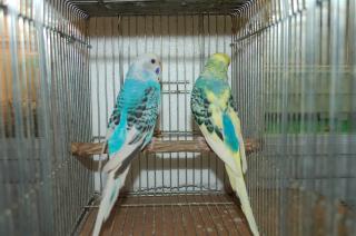 IN-835 セキセイインコパイド 雄雌で | キットウココ ペット部