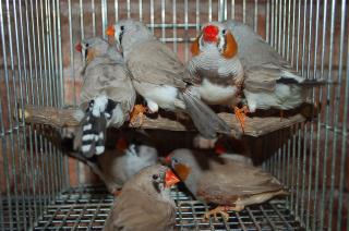 KOT-1232 ベルギー輸入鳥「ジャンボキンカチョウ」雄雌で