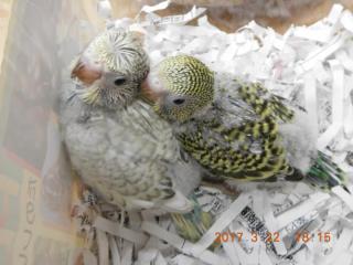 LITTLE BUDDY クリア中型インコ用 オレンジ×グリーン （IN-2930