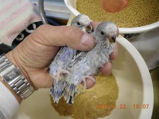 IN-2932 ジャンボセキセイインコの雛 コバルトバイオレット