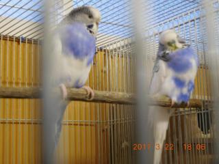 IN-2932 ジャンボセキセイインコの雛 コバルトバイオレット