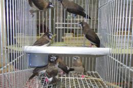 KOT-2840　ジュウシマツ　雄と雌