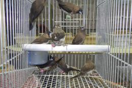 KOT-2840　ジュウシマツ　雄と雌