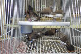 KOT-2840　ジュウシマツ　雄と雌