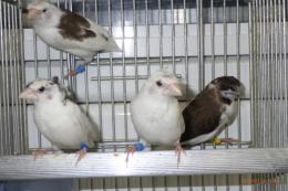 KOT-2841　コブチ梵天ジュウシマツの♂のみ