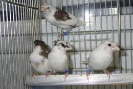 KOT-2841　コブチ梵天ジュウシマツの♂のみ