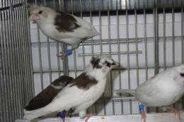 KOT-2841　コブチ梵天ジュウシマツの♂のみ