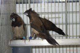 KOT-2842　黒梵天ジュウシマツの♂