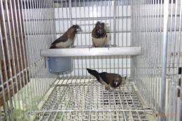 KOT-2842　黒梵天ジュウシマツの♂