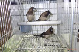 KOT-2842　黒梵天ジュウシマツの♂