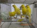 KOT-2843　25年生　レモンカナリヤの雄雌で