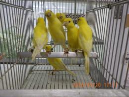 KOT-2843　25年生　レモンカナリヤの雄雌で