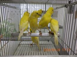 KOT-2843　25年生　レモンカナリヤの雄雌で