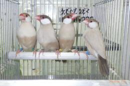 KOT-2844　シナモン文鳥　雄雌で