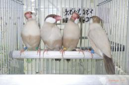 KOT-2844　シナモン文鳥　雄雌で