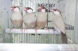 KOT-2844　シナモン文鳥　雄雌で