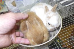 US-744　ネザーランドドワーフ　人気のオレンジ