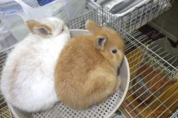 US-744　ネザーランドドワーフ　人気のオレンジ