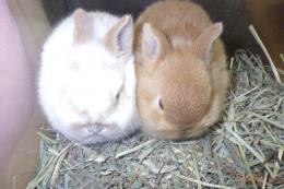 US-745　ネザーランドドワーフ　茶のブロックン崩れ?