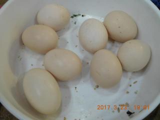 TA-655 猩々チャボの種卵(確率60%) | キットウココ ペット部