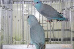 IN-4421　マメルリハ・ブルーの雄雌で