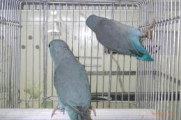 IN-4421　マメルリハ・ブルーの雄雌で