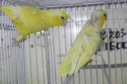 IN-4422　マメルリハ・アメリカンイエローの雄雌で