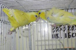 IN-4422　マメルリハ・アメリカンイエローの雄雌で