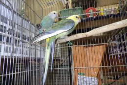 IN-4423　キクサインコの雌?