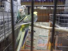 IN-4423　キクサインコの雌?