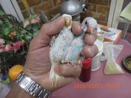 IN-4424　綺麗なセキセイインコの雛