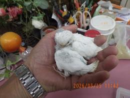 IN-4424　綺麗なセキセイインコの雛