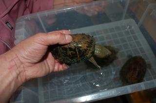 オオアタマヒメニオイガメ 有精卵 1個 亀 卵 爬虫類