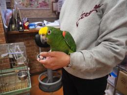 IN-3720　キビタイボウシインコ・その3　馴致中