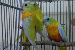 IN-3927　キキョウインコ・繁殖適齢期の雄雌で