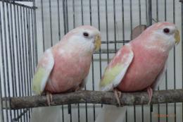 IN-3930　アキクサインコ・ルビノー　2羽で