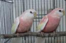 IN-3930　アキクサインコ・ルビノー　2羽で