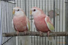 IN-3930　アキクサインコ・ルビノー　2羽で